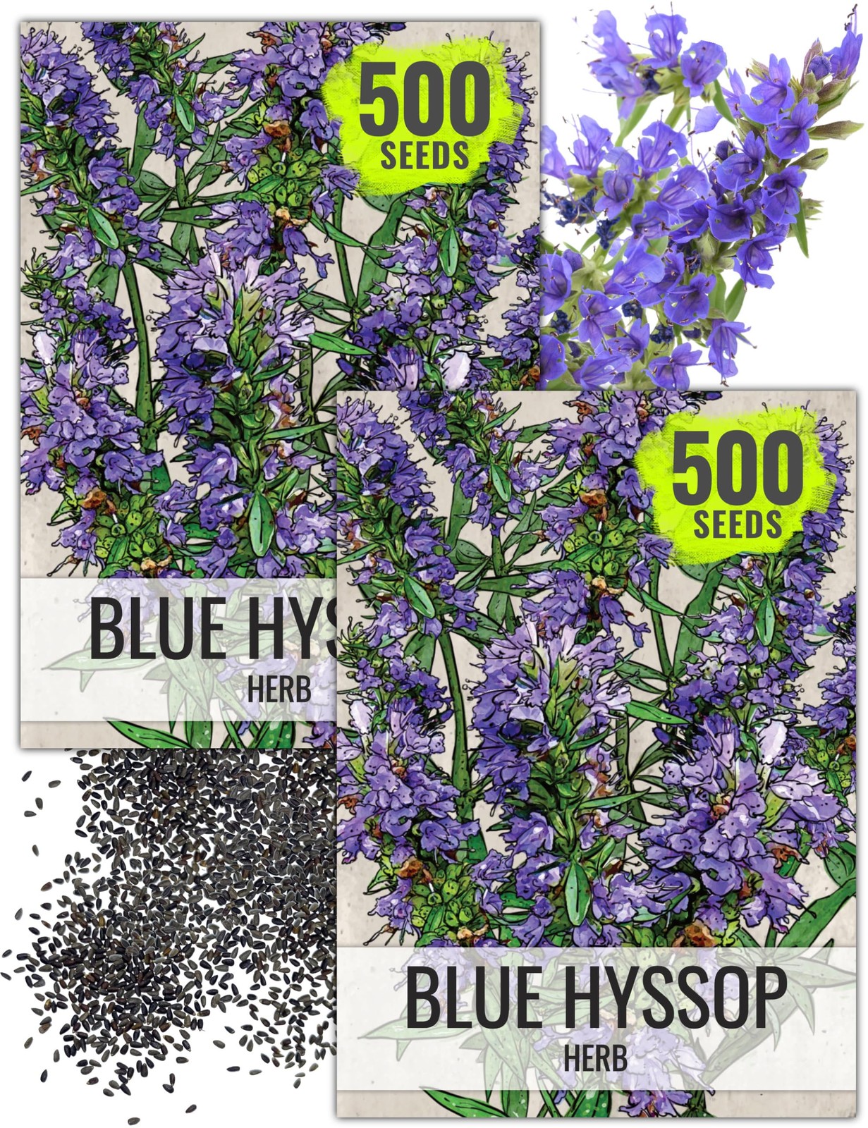 Hyssop Seeds for Planting – Non-GMO Heirloom Blue Hyssop for Medicinal Gardens