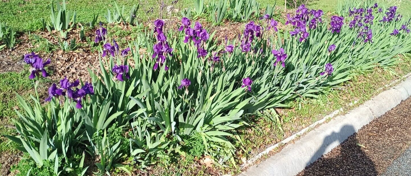 (10) TALL BEARDED IRIS RHIZOME LIVE ROOT GARDEN PLANTS SPRING PURPLE FLOWERS FUN