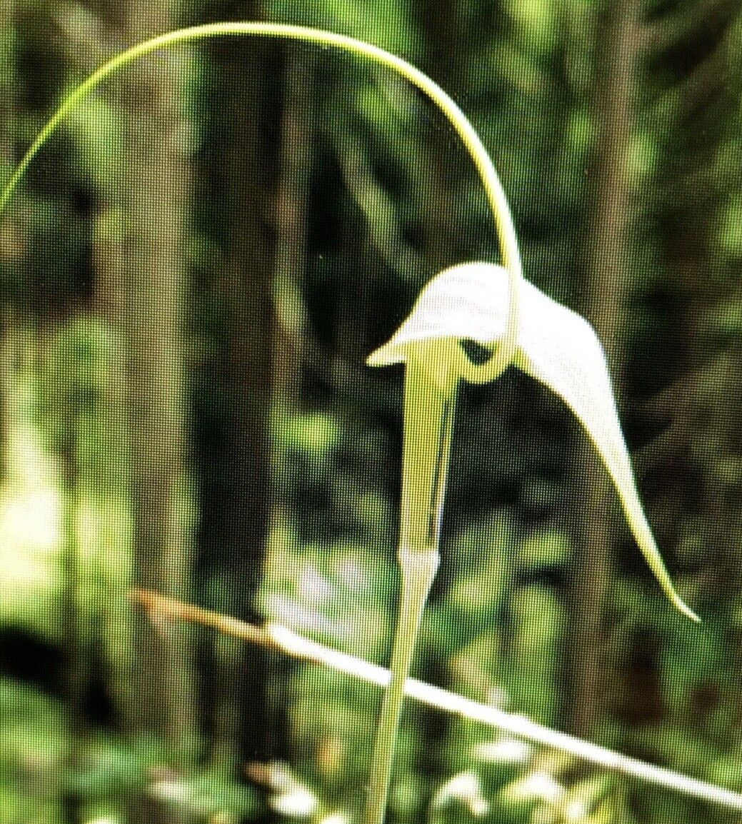25 ARISAEMA HETEROPHYLLUM Seeds -Dancing Crane Cobra Lily