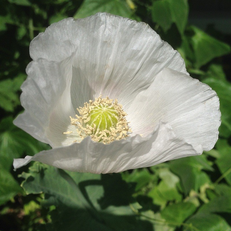 2,500 – 10,000 Premium Organic Peshawar White Somniferum Poppy Seeds For Plantin