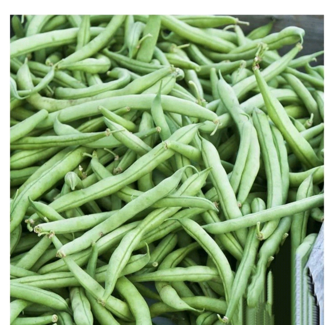 1/4 Pound Strike Bush Green Bean Seeds, NON-GMO,Organic Heavy Yields,