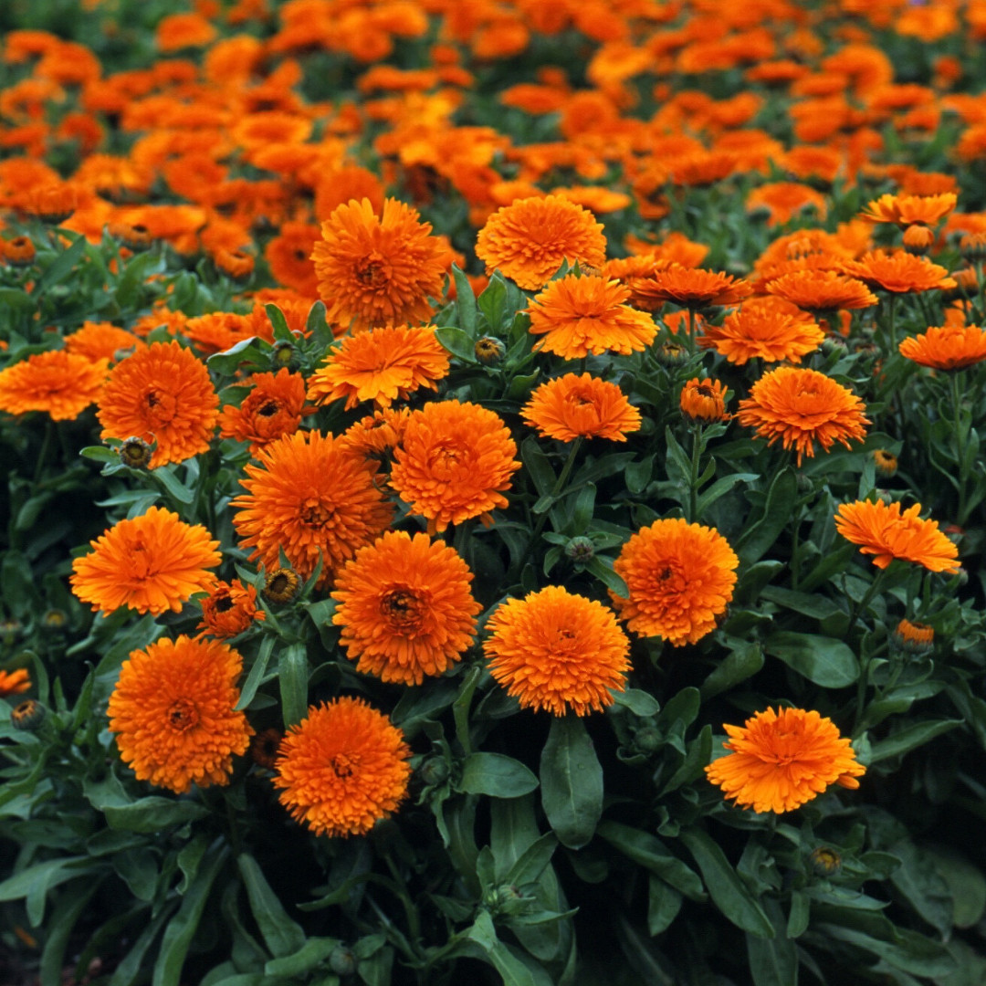Fresh Premium French Marigold Calendula Seeds | Heirloom Non-GMO | Flower Seeds