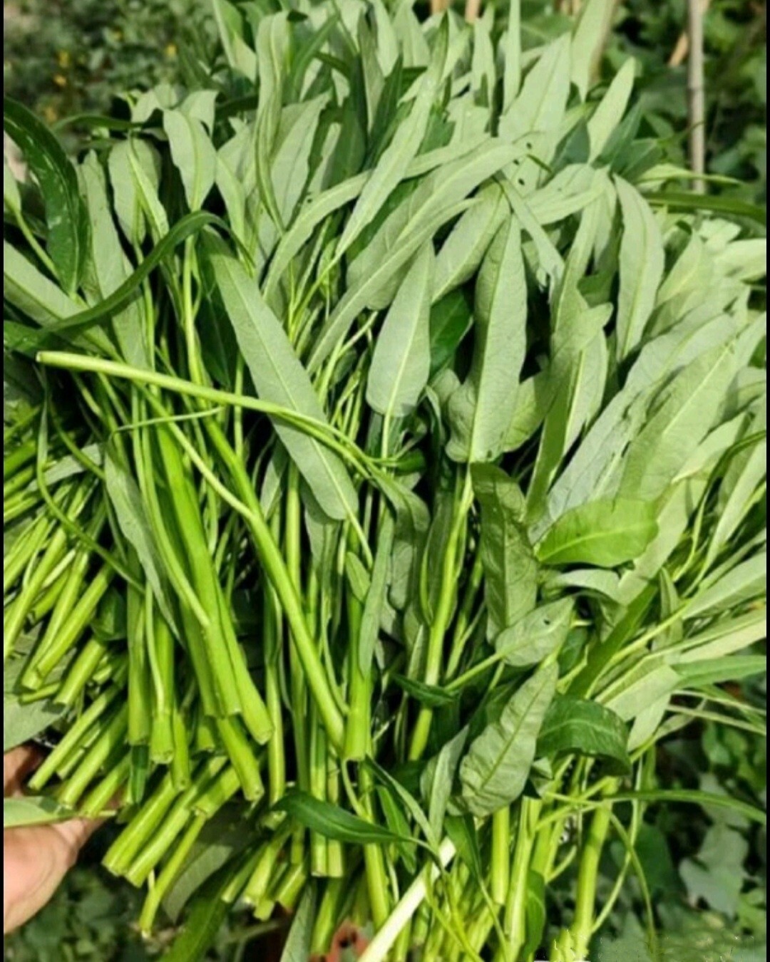 100+ Seed Water Spinach White for Yard & Garden – Non-GMO, Green Leaf Vegetable