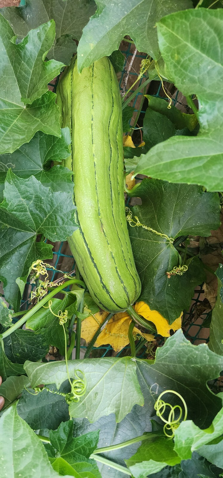 15 Luffa Sponge Gourd Seeds, Vegetable Sponge, Dishcloth Gourd, NON-GMO