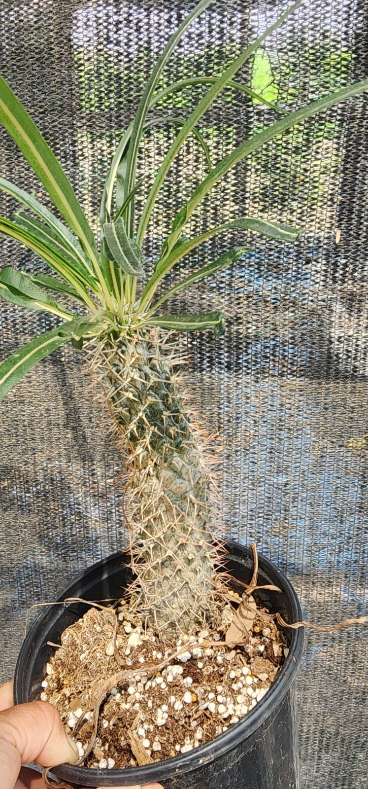 RARE (Pachypodium geayi) MADAGASCAR PALM TREE Succulent Cacti Cactus Plant 10″