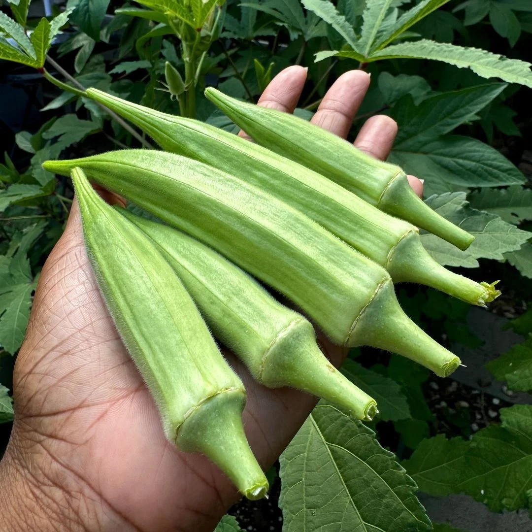 50+ Louisiana Green Velvet Okra Seeds ——– 1941 AAS winner