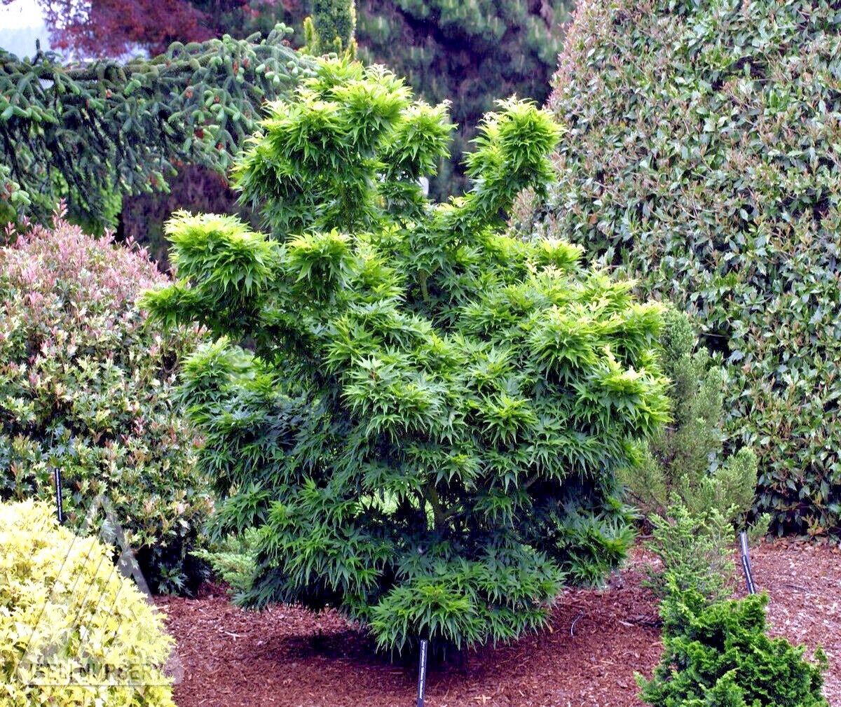 10 “DWARF” Japanese Maple Tree Seeds (Mikawa yatsubusa) UNIQUE Hemp Herb Bonsai