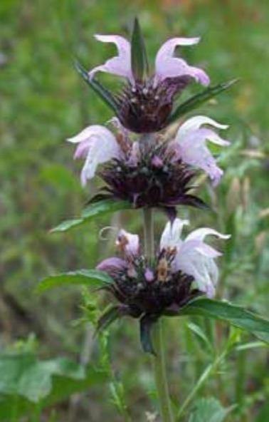 Monarda pectinata | Pony Beebalm | Miners Lettuce | Spotted Bee Balm | 10 Seeds