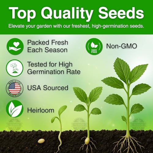 3000+ USA Premium Egyptian Spinach Seeds (Molokhia), Non-GMO Seeds, Fast