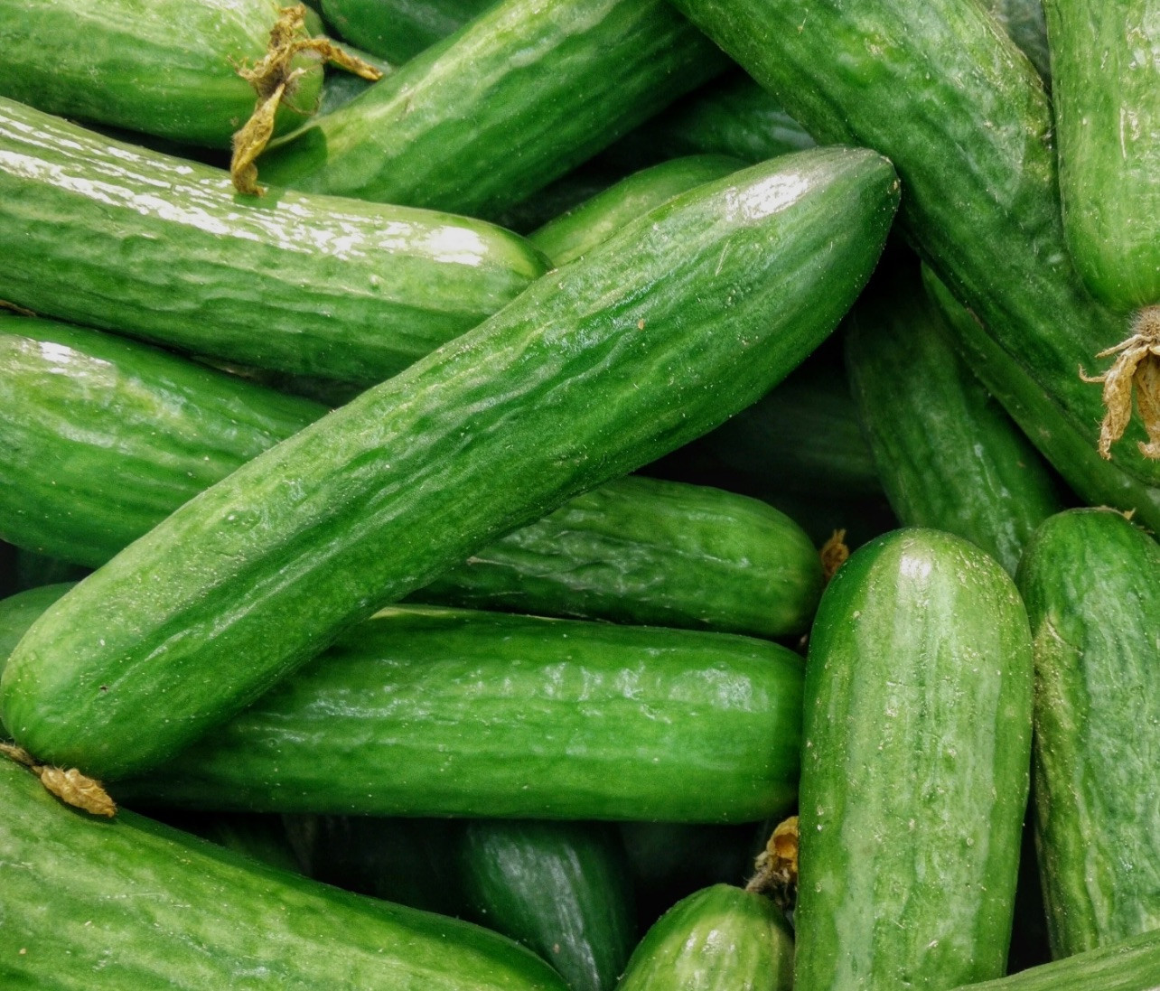 30 ct Muncher Cucumber Seeds – NON-GMO / Heirloom – Free Shipping