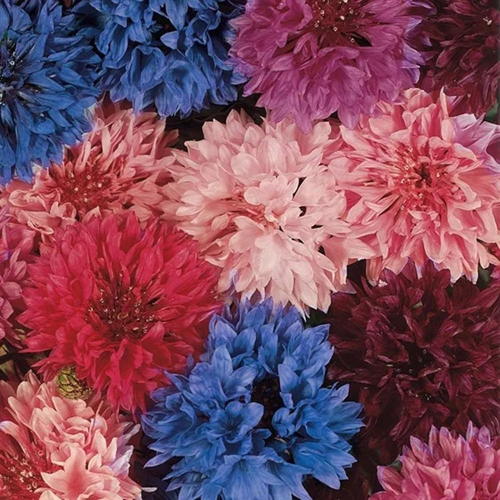 1008+ Dwarf Colorful Cornflower Seeds Perennial, Cornflower Seeds Mix for Planti