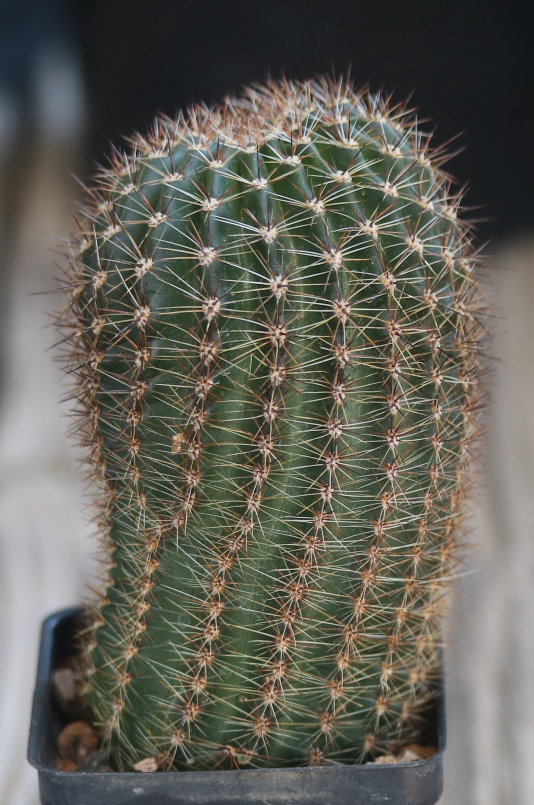 Echinopsis hybrid ‘Red Cap’