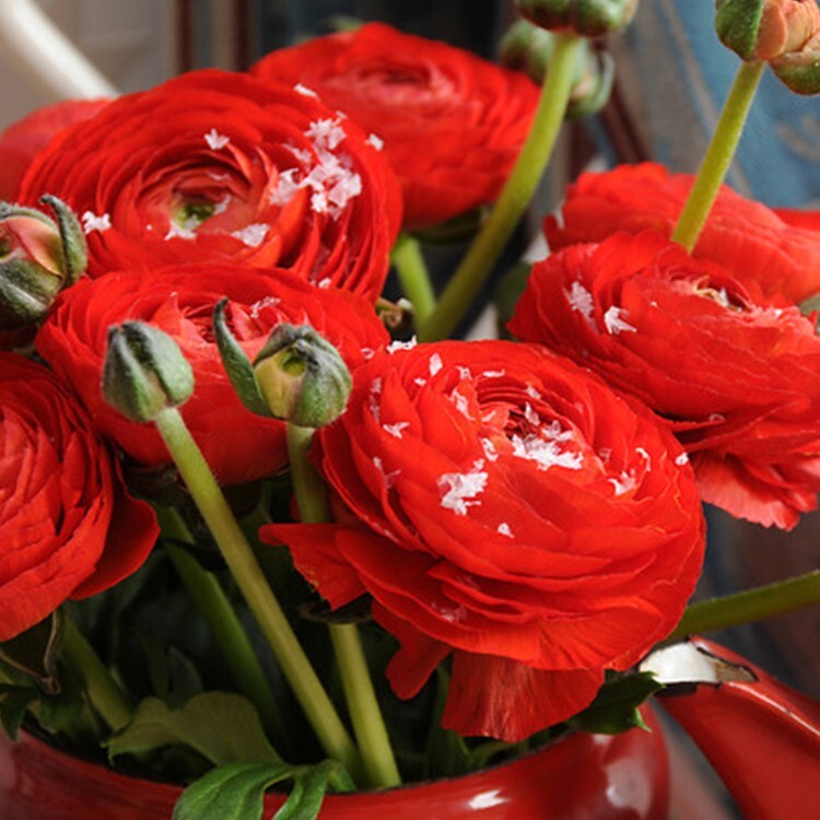 Ranunculus Flower Bulbs Quality 15 Red Corms Peony Rose Wedding Bouquet Flowers