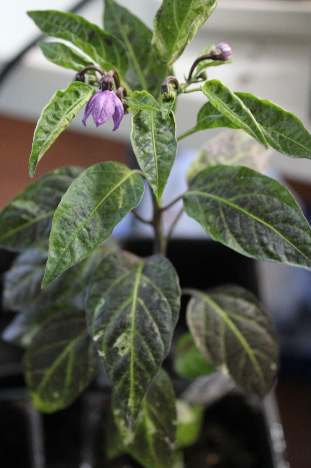 Pepper – Golden Nugget -All Natural Vegetable Seeds – Mildly Hot-!0 Seeds