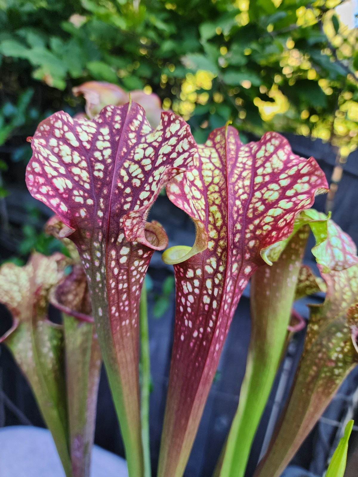 2025 SARRACENIA SEEDS: NIGHTWEAVER X DRAGON QUEEN [CARNIVOROUS PLANT SEED]