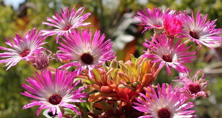 8000+ICE PLANT MIX Flower Seeds Groundcover Drought Heat Poor Soils Fast Easy