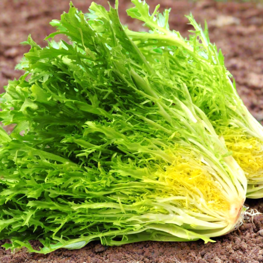 Frisee Endive Seeds | Curly Yellow Green French Chicory Seed 2025 Fast Shipping