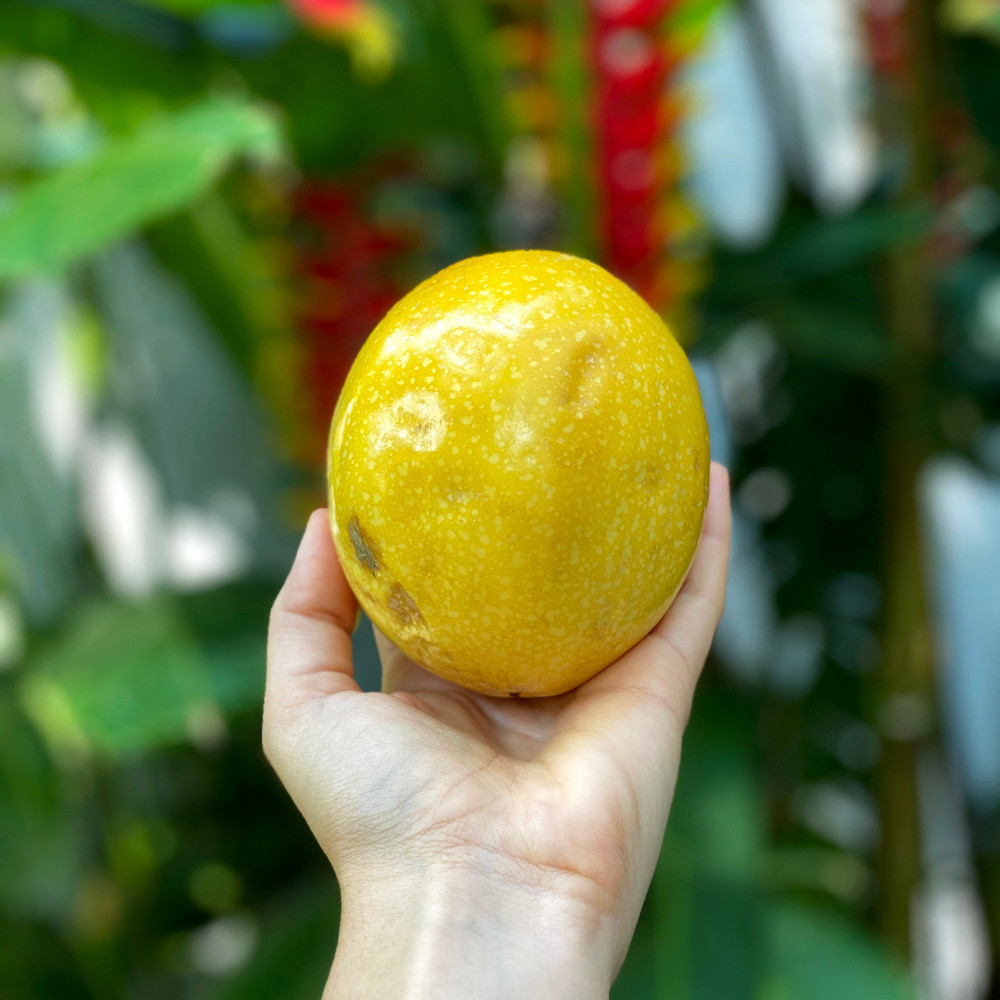 Yellow Passionfruit Live Plant 4-6 Inches Tall Rooted Cold Hardy Vine