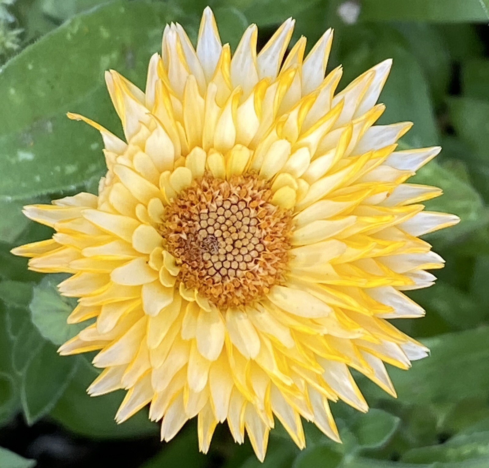 800 + Calendula Flower Seeds Medicinal Herb Inflammation Skin Care Garden Mix