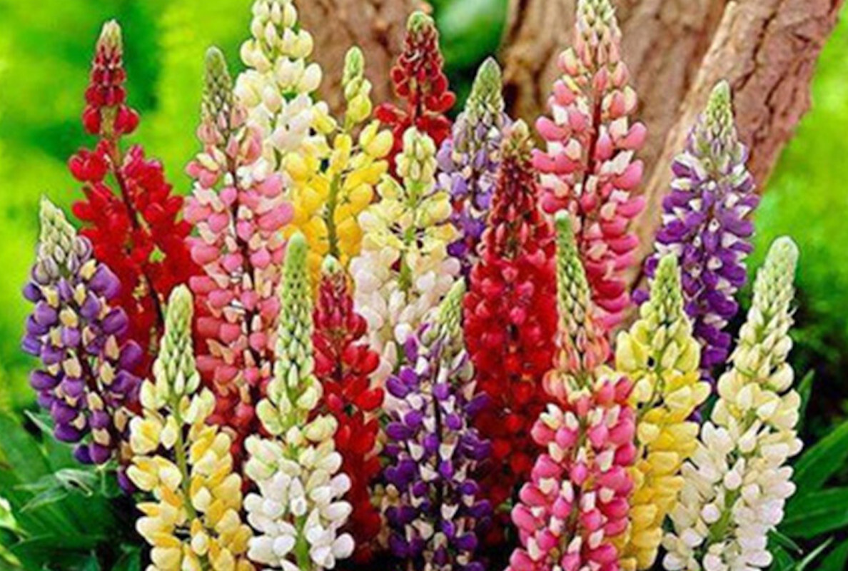 20 EXOTIC rare LUPINE SEEDS for garden flower beds plant bush USA SELLER USPS