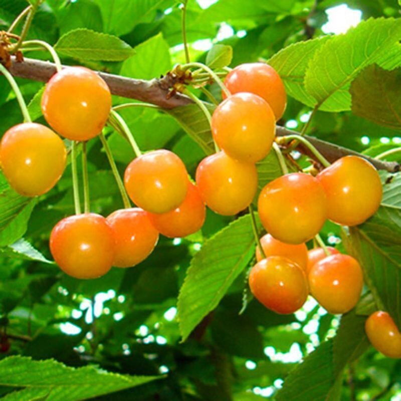 Yellow Jamaican Cherry Tree Muntingia calabura ~ Rooted Starter Plant