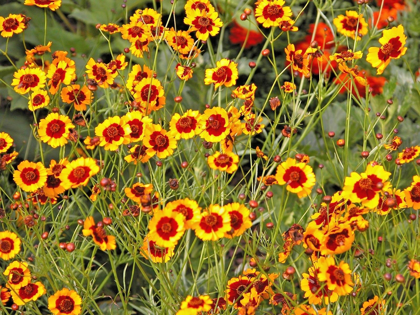 1001+PLAINS COREOPSIS Seeds Native Wildflower Drought Heat Pollinators Tickseed