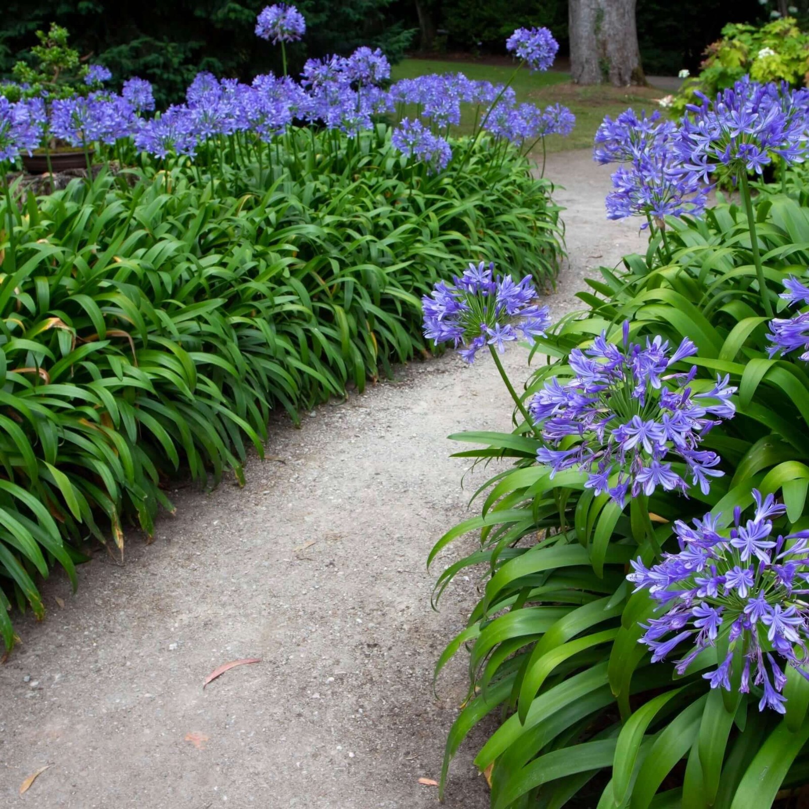 Blue Lily of the Nile Agapanthus Africanus Seeds Free Shipping!