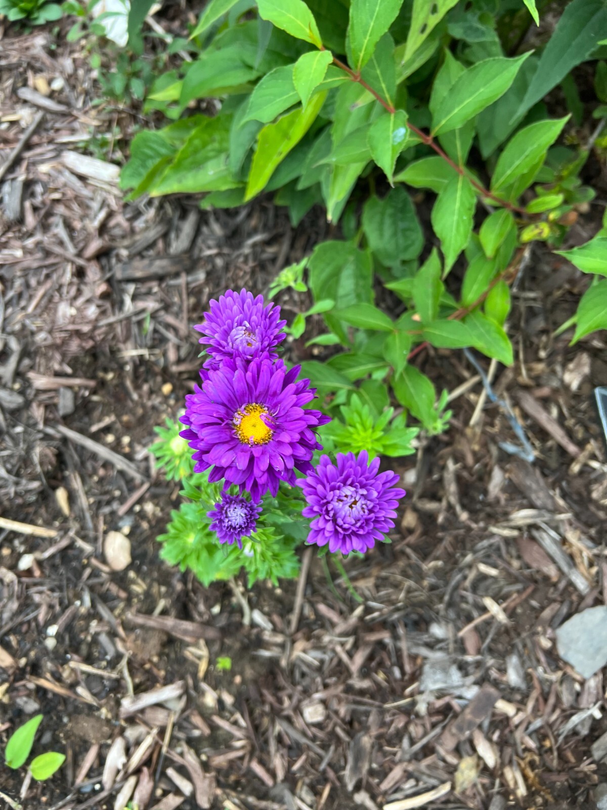 100 Count Aster Flower Mix – NON-GMO/Heirloom – Free Shipping