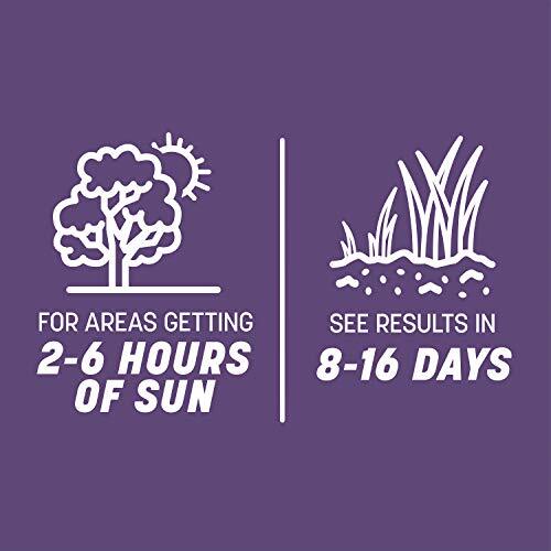 7 lb Pennington Smart Seed Dense Shade Grass Seed for Low Sunlight Areas