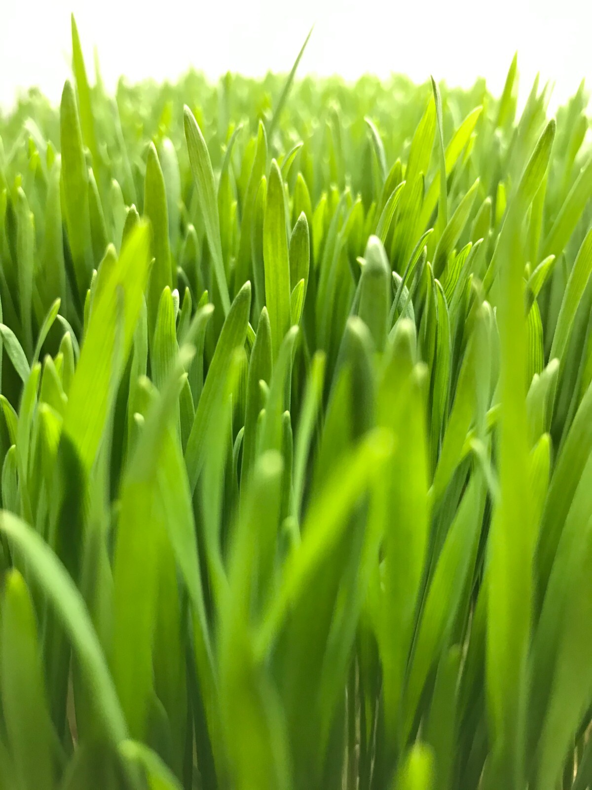 BULK Organic Wheatgrass Seeds Hard Red Winter Wheat Berries 5-Pounds, USA