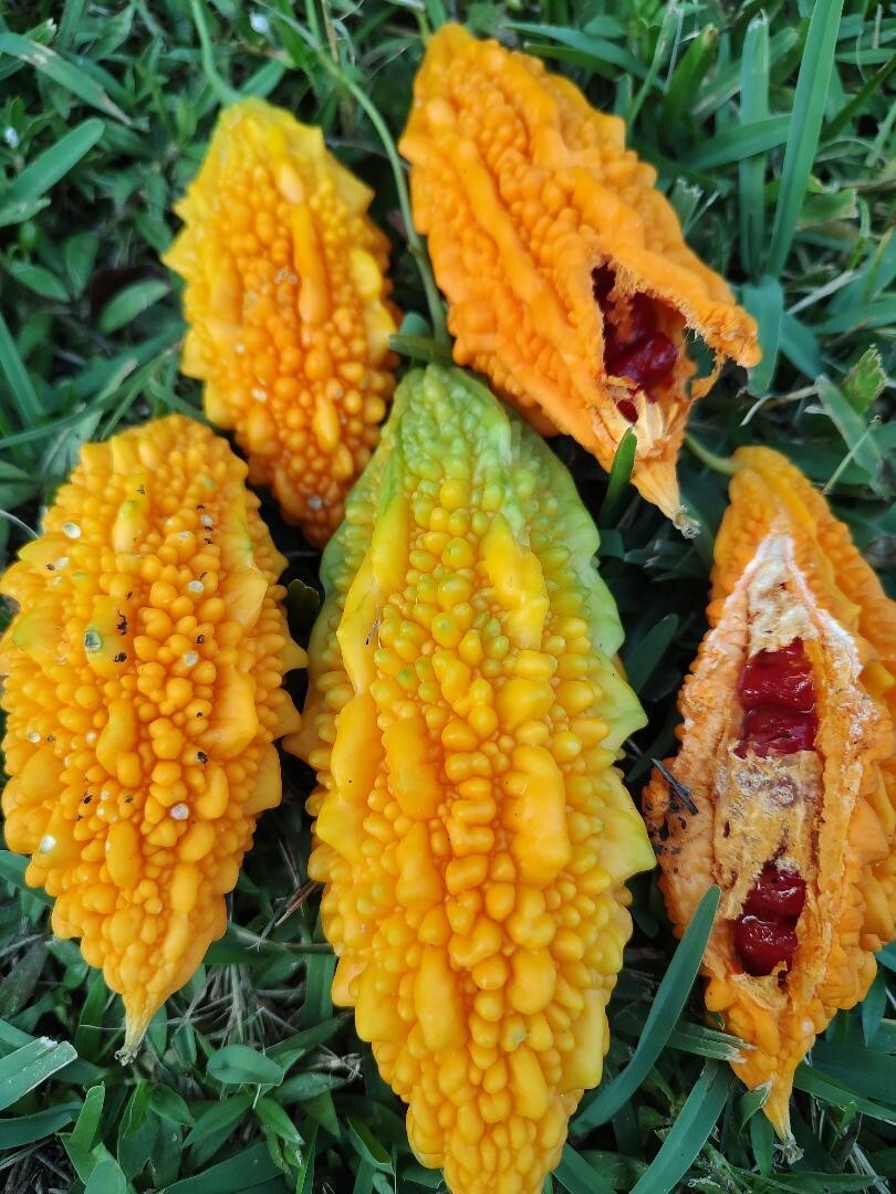 Indian Bitter Melon 10 Seeds–Organically Home grown!