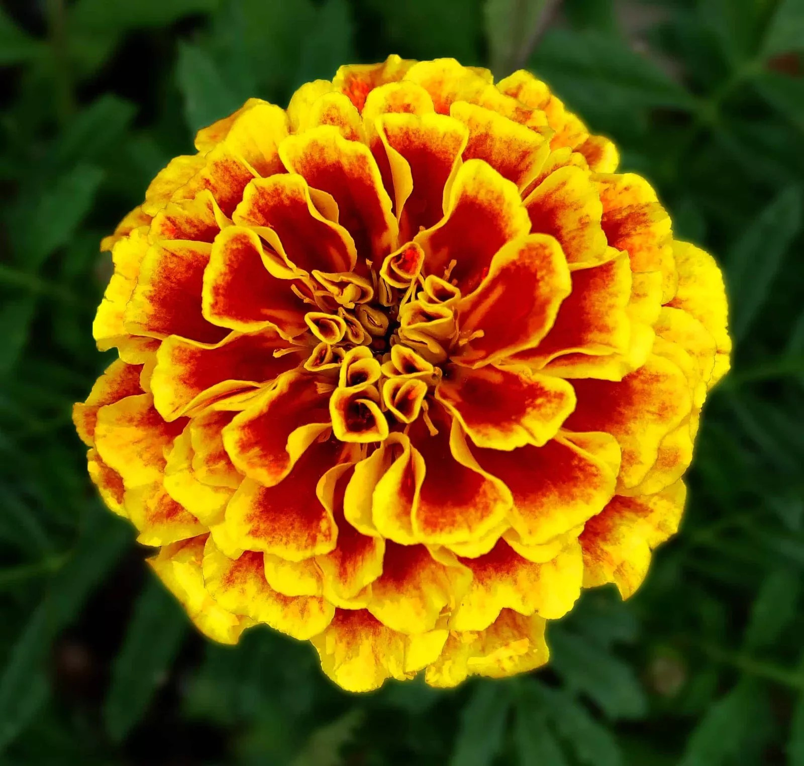 600+ French Marigold DWARF NAUGHTY MARIETTA — HEIRLOOM — INSECT REPELLENT