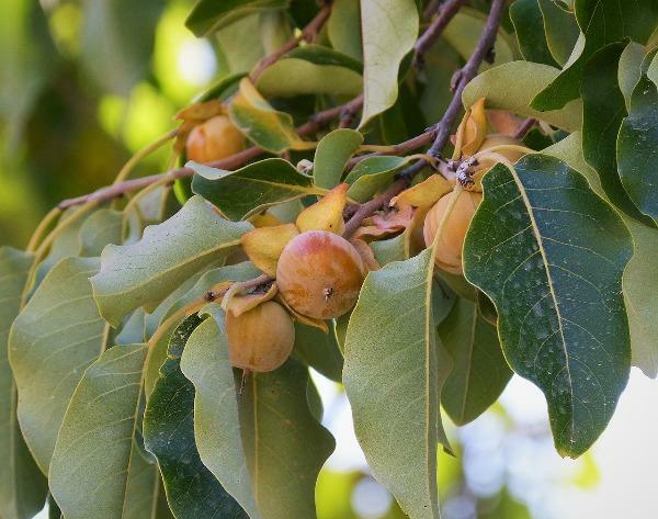Diospyros lotus | Date-Plum | Caucasian or Lilac Persimmon | 20 Seeds