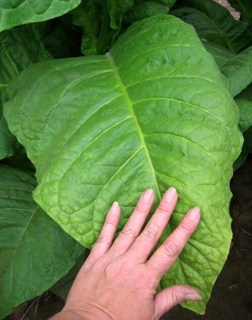 1000 Dixie Bright 27 Tobacco Seeds ~ Heirloom Nicotiana Tabacum ~ Fast grow