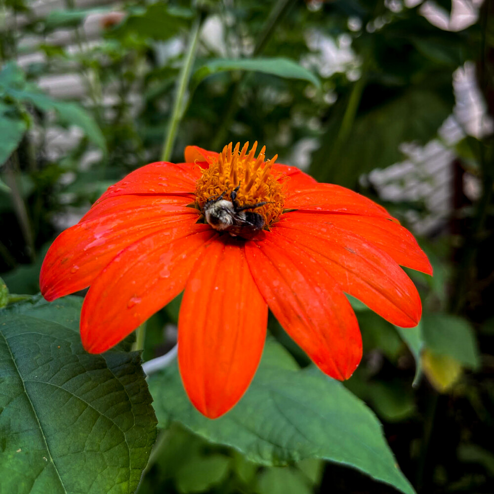 Mexican Sunflower (Tithonia), 50 Seeds Per Packet, Non-GMO