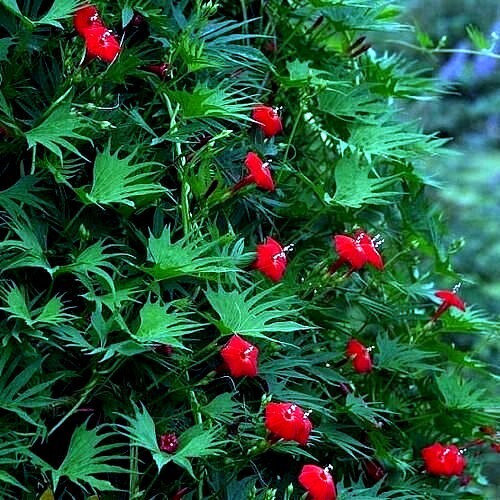 50 STAR GLORY SEEDS Cardinal Creeper Vine Flower Plant Butterflies Hummingbirds