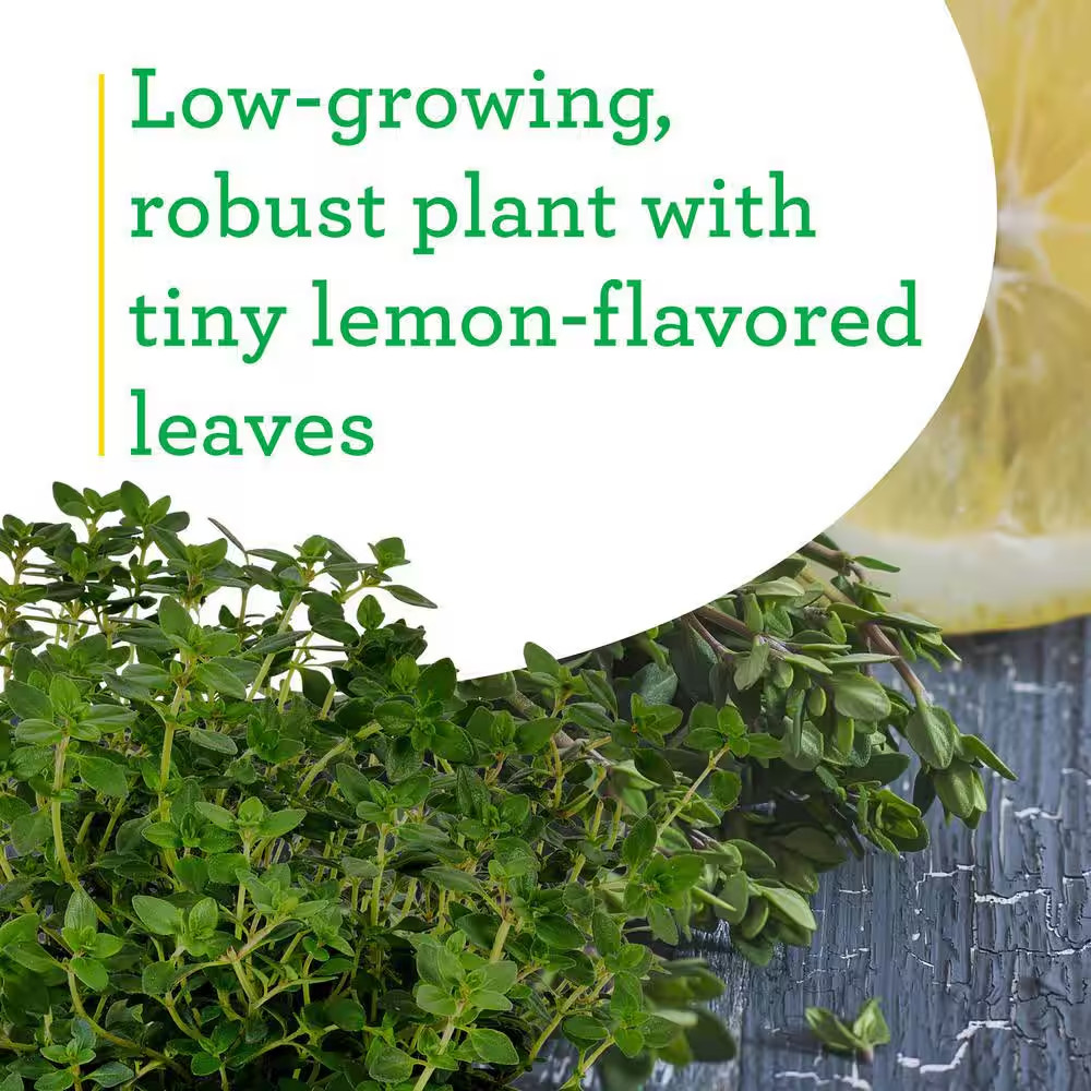 19 Oz. Lemon Thyme Herb Plant (2-Pack)