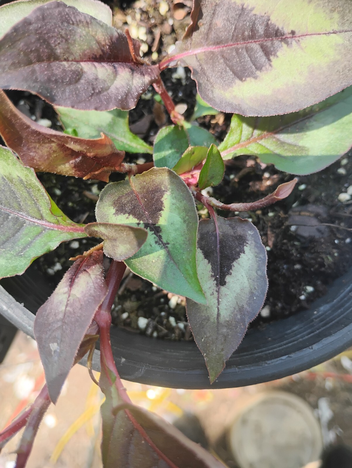 SET 2 UNIQUE. EVER-CHANGING COLORS! RED DRAGON PER. PRETTY EASIEST GROWER