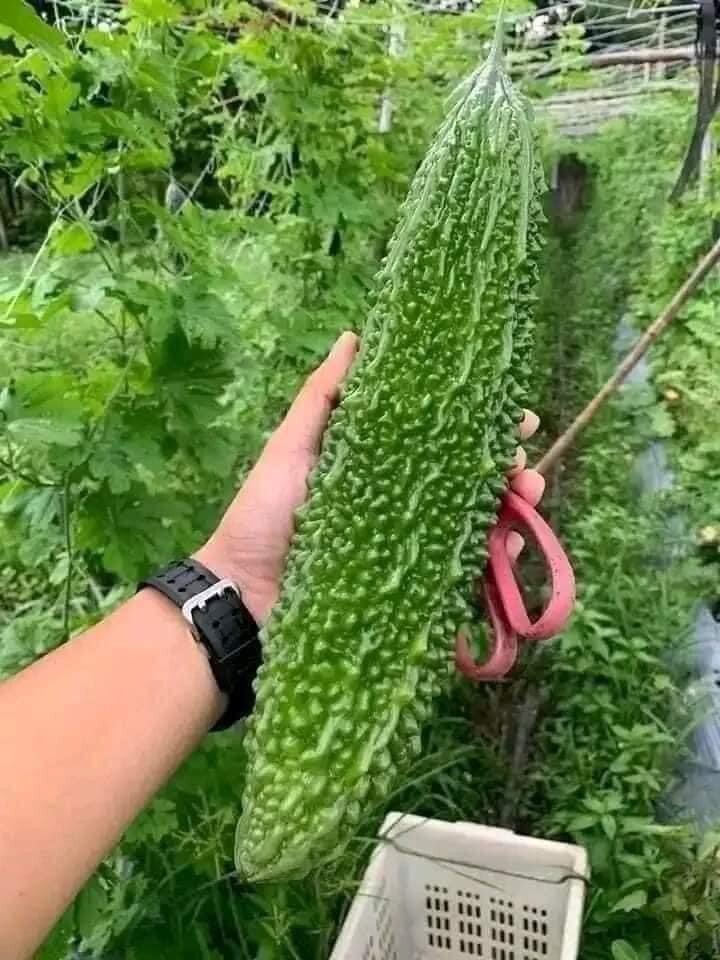 30+ Indian Long Bitter melon F1 Gourd seeds Hybird Ku Gua Khổ Qua lai Trơn Dài
