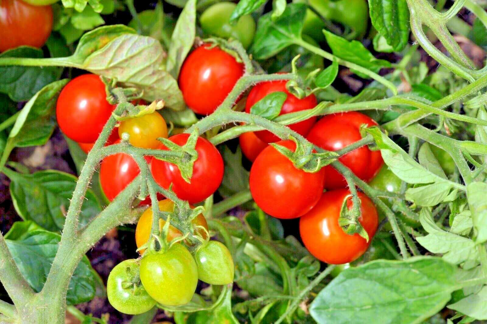 101+CHERRY TOMATO Seeds Organic Heirloom Vegetable Garden Patio Container Easy
