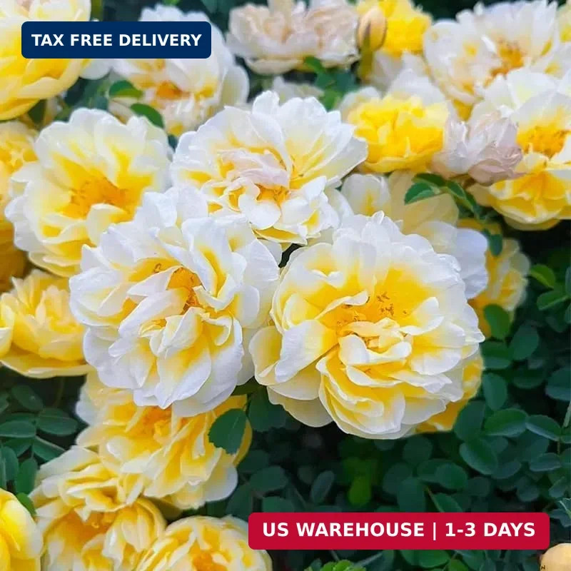 99+ Mixed Peony Flower Seeds Non-GMO Perennial Peony Mix High-Germination Garden