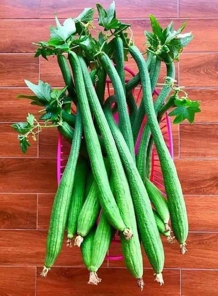 Extra Long Luffa Gourd Seeds | USA Asian Chinese Okra Loofah Mướp Siêu Dài 150ct