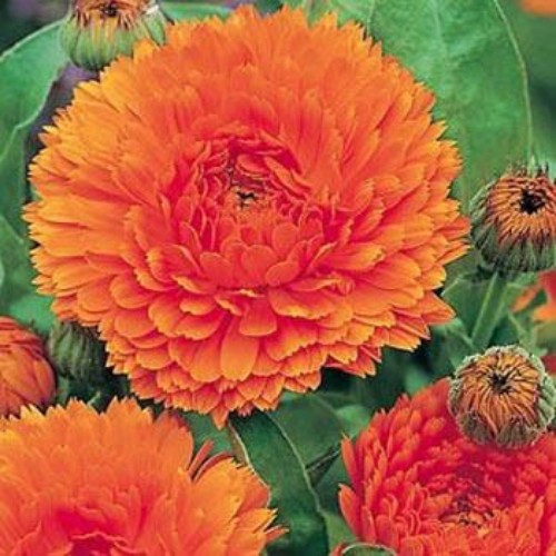 1000 Seeds Drought Tolerant Calendula Orange King Garden Flower Plant Seed