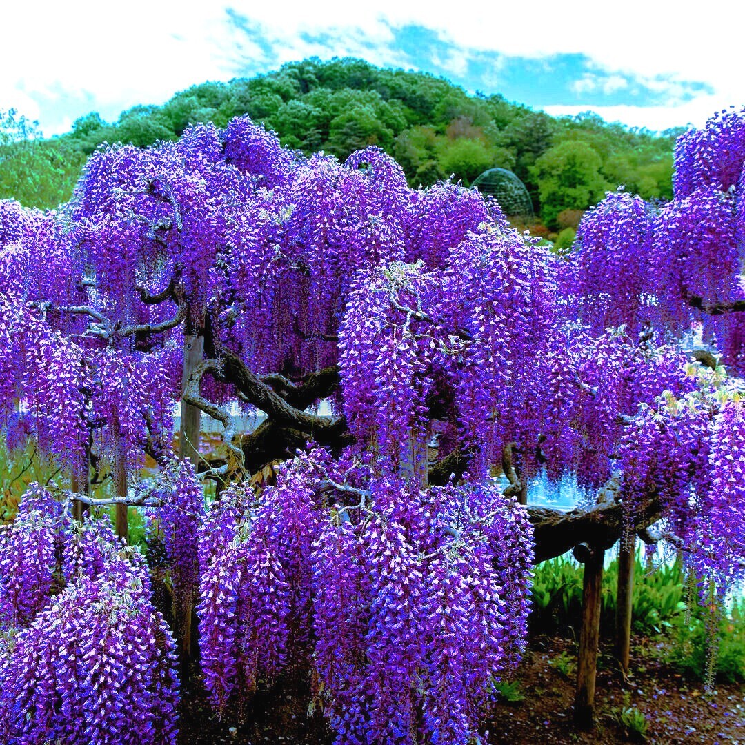 5 Chinese Blue Wisteria sinensis Tree Seeds Fast Climber Flower Vine Hardy Plant
