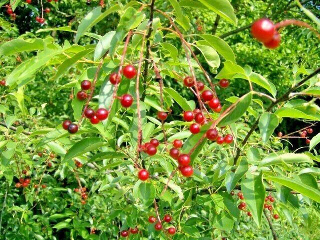 20 WILD BLACK CHERRY SEEDS – Prunus Serotina