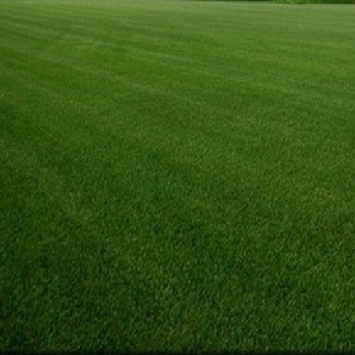 10 LBS – OptiGrowth Coated SPF-30 Hybrid Heat & Drought Tolerant Kentucky