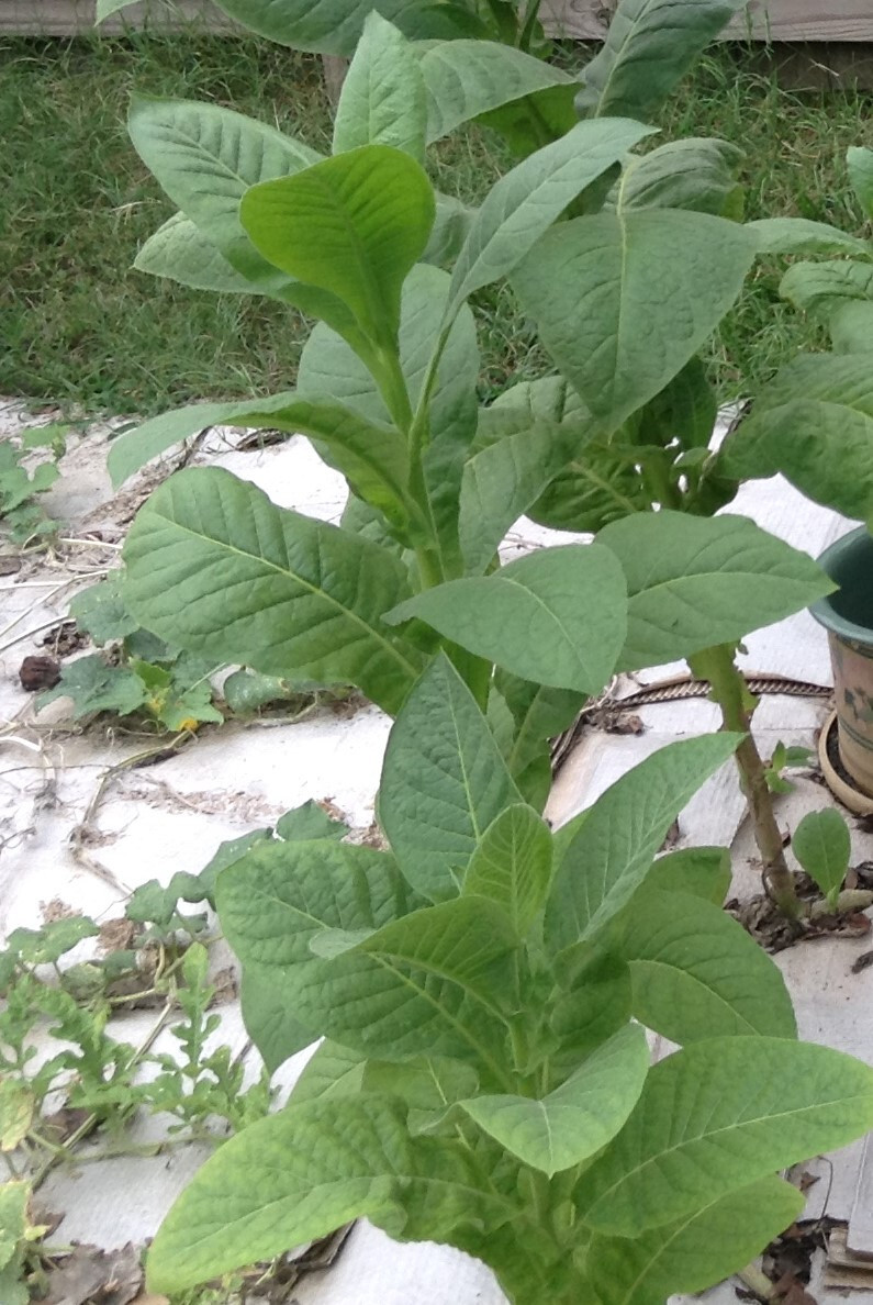 Criollo 98 Tobacco seeds (1000+ per packet)