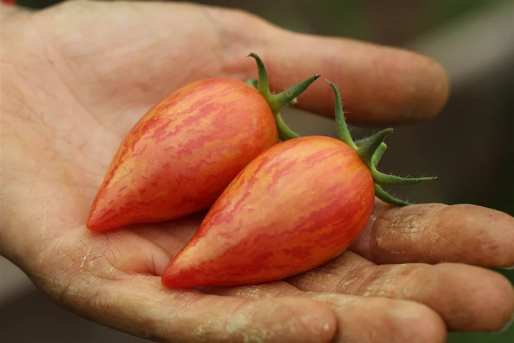 10 seeds Candy Sweet Icicle Tomato Large Cherry Rare Variety Indeterminate
