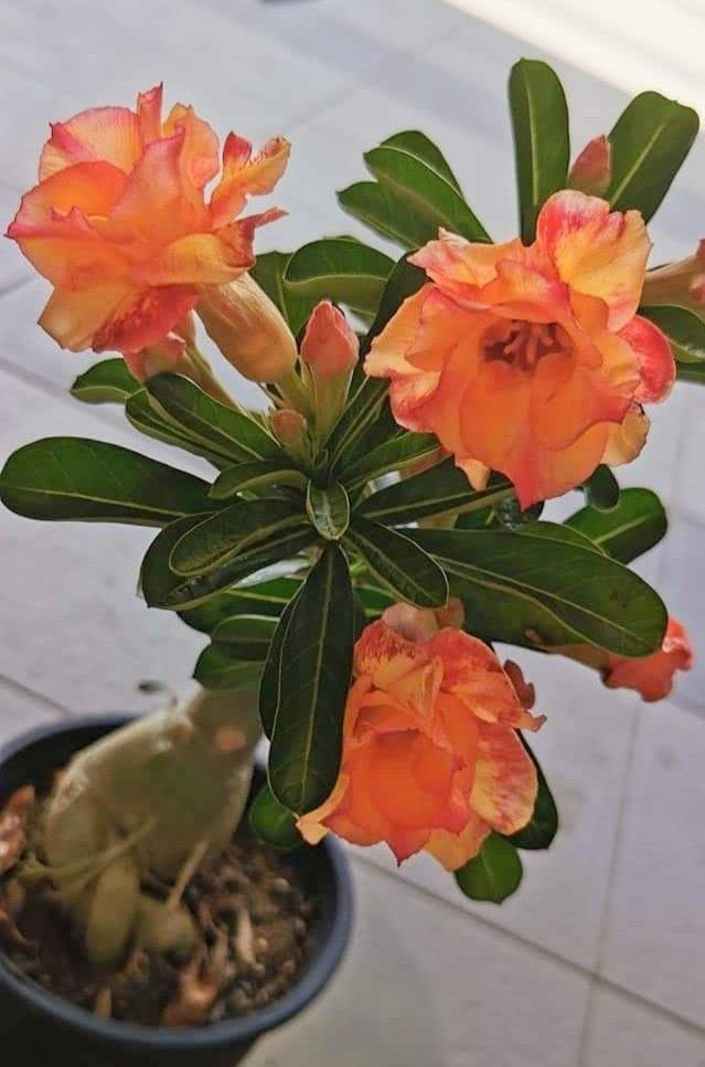 15+ “Phoenix Blush” Desert Rose Seeds Red Orange Blooming Adenium