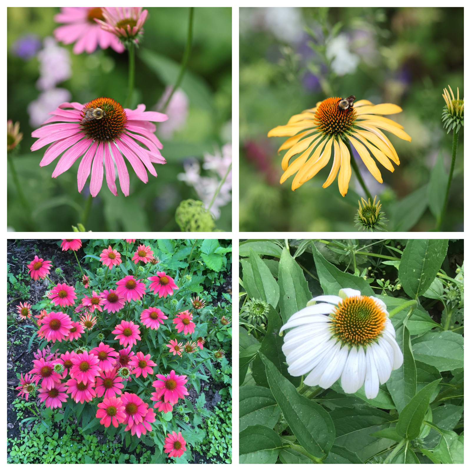 30+ Coneflowers seeds, Echinacea Purpurea paradiso, organically grown, free S/H